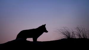Kim jest „wilk w owczej skórze”? - Robert E. Wise