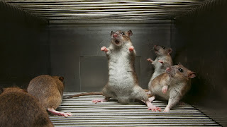 Rats Wallpapers