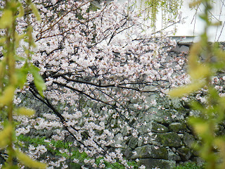 Castle walls and cherry blossoms