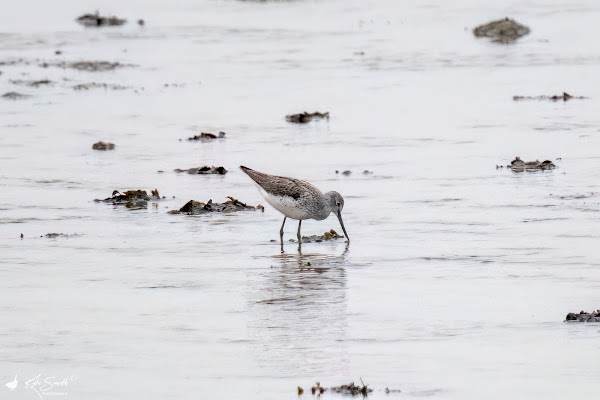 Greenshank