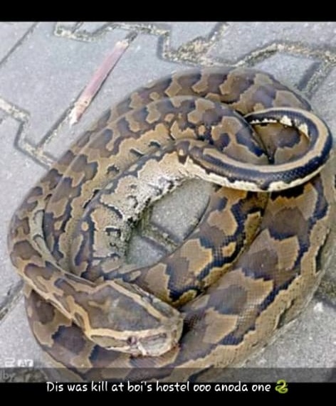 Huge Python Killed In Hostel At The Federal University Otuoke, Bayelsa (Photos)