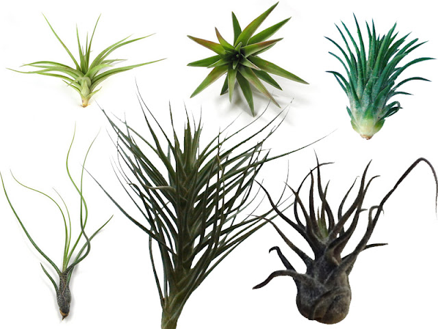 Air Plants Care