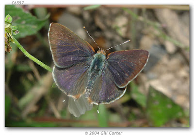 mariposas argentinas