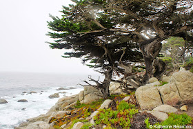 Pescadero Point 17-Mile Drive Monterey Peninsula California