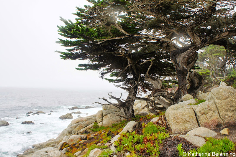 Pescadero Point 17-Mile Drive Monterey Peninsula California