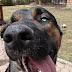 Funny Dog