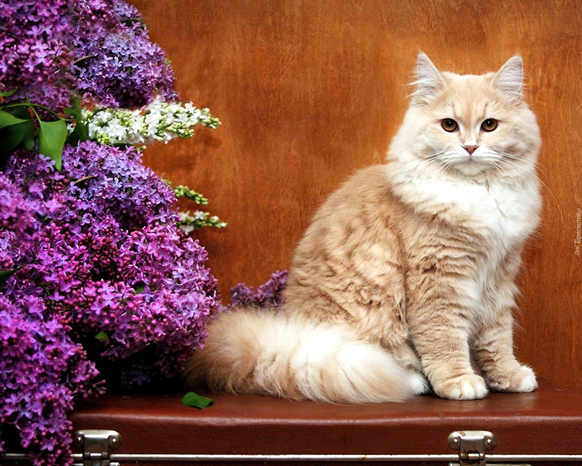 Прекрасная кошечка. Красивые котики. Красивые кошки. Котик с цветами. Шикарная кошка.