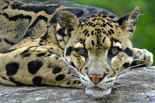 Clouded Leopard