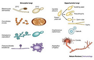 Lowchunboey D040631(Sains )