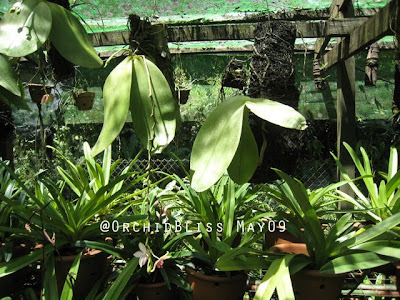 Phalaenopsis gigantea at OrchidBliss