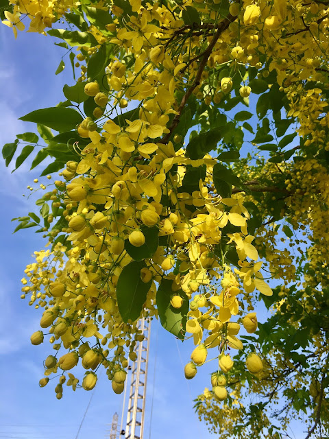 golden shower trees, shanhua, tainan, taiwan