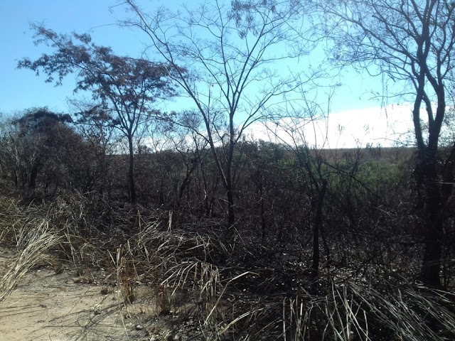 Usina de cana-de-açúcar leva multas de mais de R$ 360 mil por incêndio em áreas de lavoura e de preservação ambiental