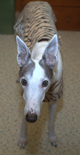 Blue the greyhound in his brindle jammies