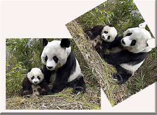 ivanildosantos gambar  beruang panda
