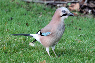 Foraging Jay