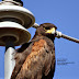 Nice Harris's Hawk just south of Alamogordo, NM