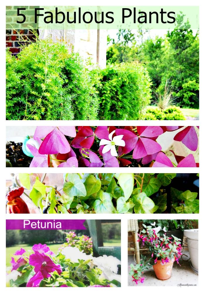 petunias-shamrock-ivy-fern-container-gardening-gardens-athomewithjemma