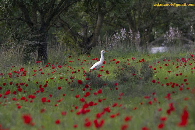 Picture of the Day - Ben Shemen forest, Israel