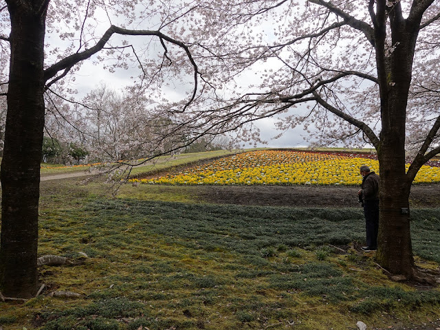 とっとり花回廊　花の丘　九分咲のソメイヨシノ桜