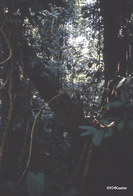 Costa Rican Atlantic rainforest