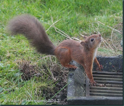 squirrel