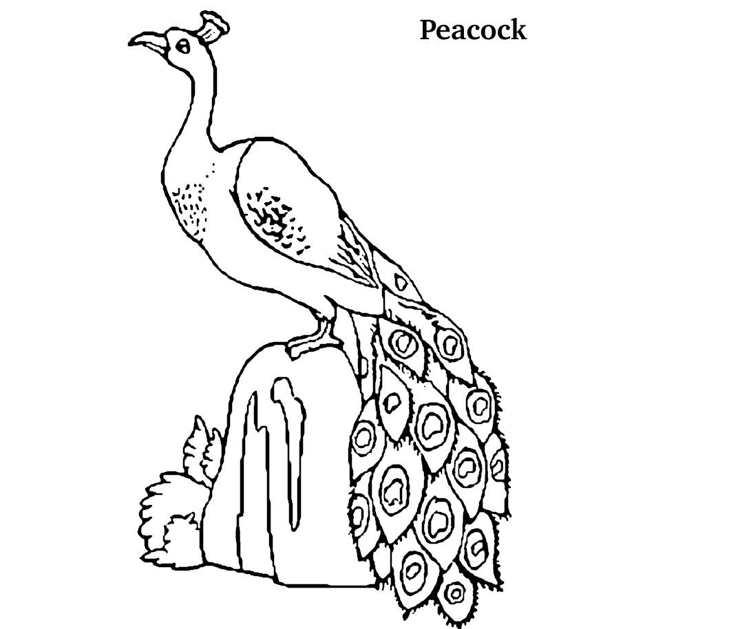 Peacock Coloring Drawing Free wallpaper