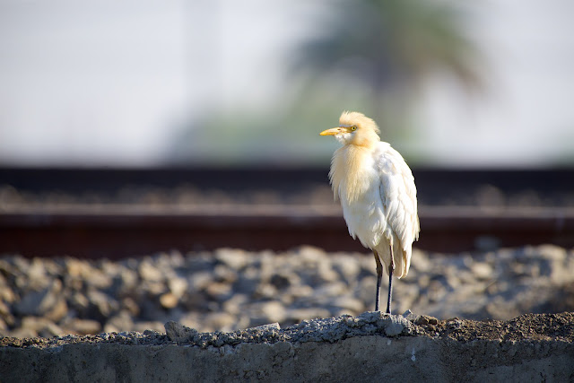 Cattle Egret गाय बगुला, सुर्खिया बगुला (Bubulcus ibis)