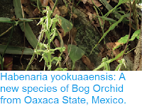 https://sciencythoughts.blogspot.com/2017/01/habenaria-yookuaaensis-new-species-of.html
