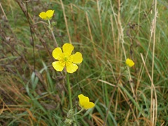 meadow buttercup,ranunculus acris, buttercup