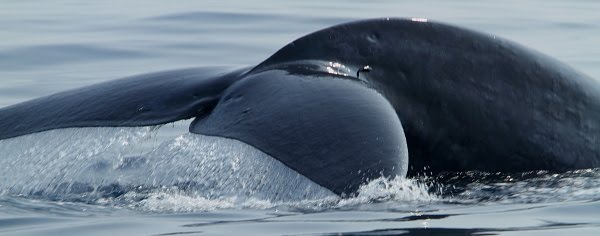 Blue Whales @ Mirissa Srilanka