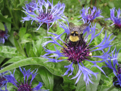 Centaurea montana with a bumblebee.