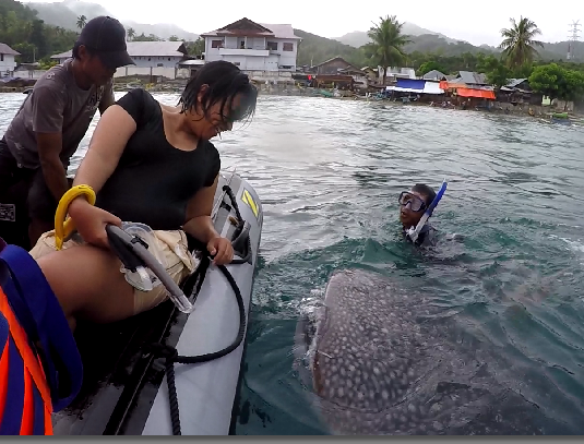 Berenang Manja Bareng Whale Shark alias Hiu Paus di Botubarani Gorontalo Gemulai Manja WHALE SHARK di Botubarani Gorontalo