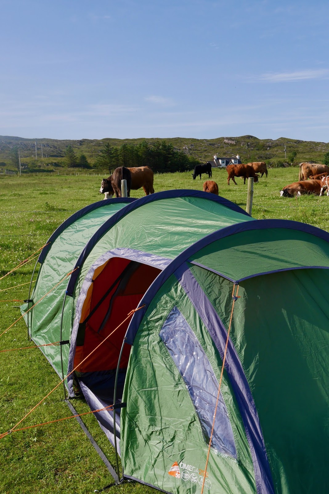 Camping in Arisiag with the cows 