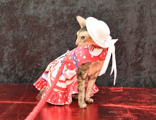 Coco, the Couture Cat looking demure in her patriotic dress!