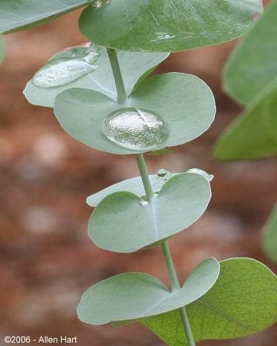 Eucalyptus For Magic And Healing