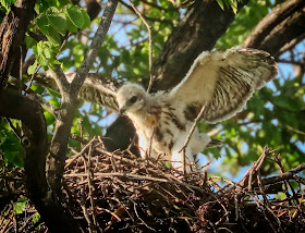 Tompkins Square red-tailed hawk nestling flapping its wings