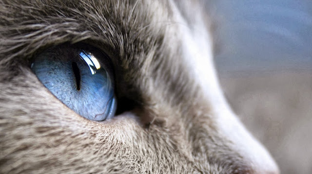 HD wallpaper met close-up foto van zijkant van grijze kat met blauwe ogen