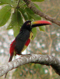 Fiery-billed Aracari