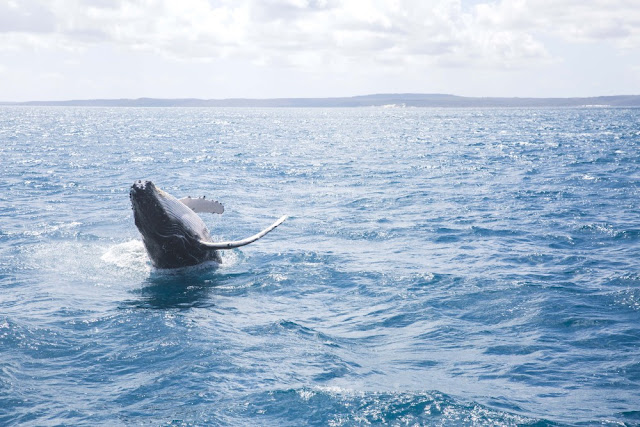 Chuyến Thăm Quan Queensland - australia