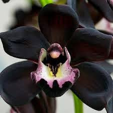 black orchid.