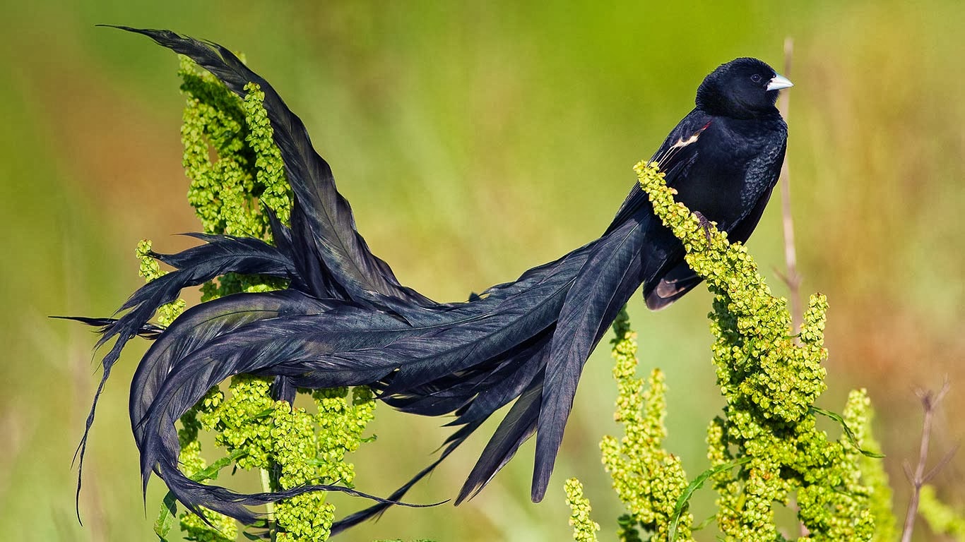 10 Exotic Birds That You39;ve Never Seen Before.