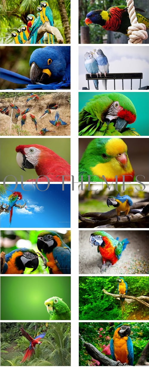 Parrots Theme For Windows 7 And 8