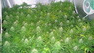 Cultivo Hidroponico Maria