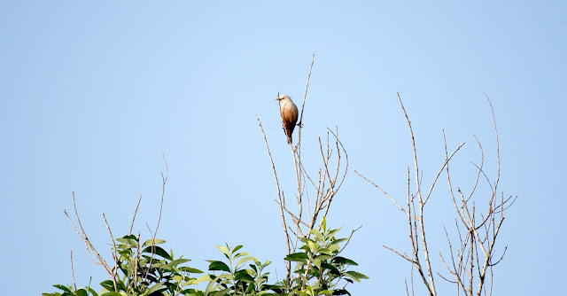 Birds Agumbe Malabar starling breeding plumage