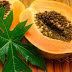 Benefits of Papaya Seed(பப்பாளி விதைகளைச் சாப்பிட்டால் என்னாகும் தெரியுமா?)