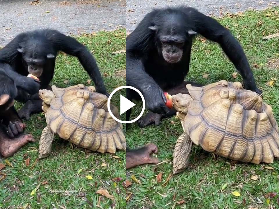 Chimpanzee sharing fruits with a Tortoise got 8 million views