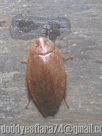 Blattella asahinai_the Asian cockroach 