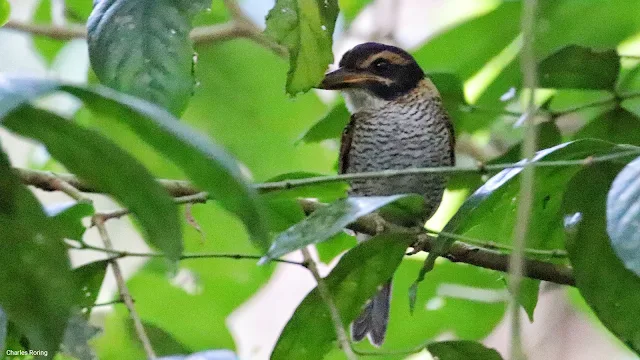 Scaly-breasted Kingfisher (Actenoides princeps)