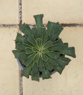 planta lewisia cotyledon