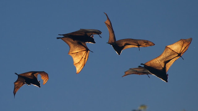 are bats blind?